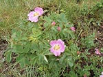 The Wild Rose is a pretty pink flower. Beware, like other rose bushes the Wild Rose is prickly.
