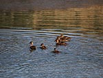 A family of ducks enjoys the lake as much as Ranch guests.